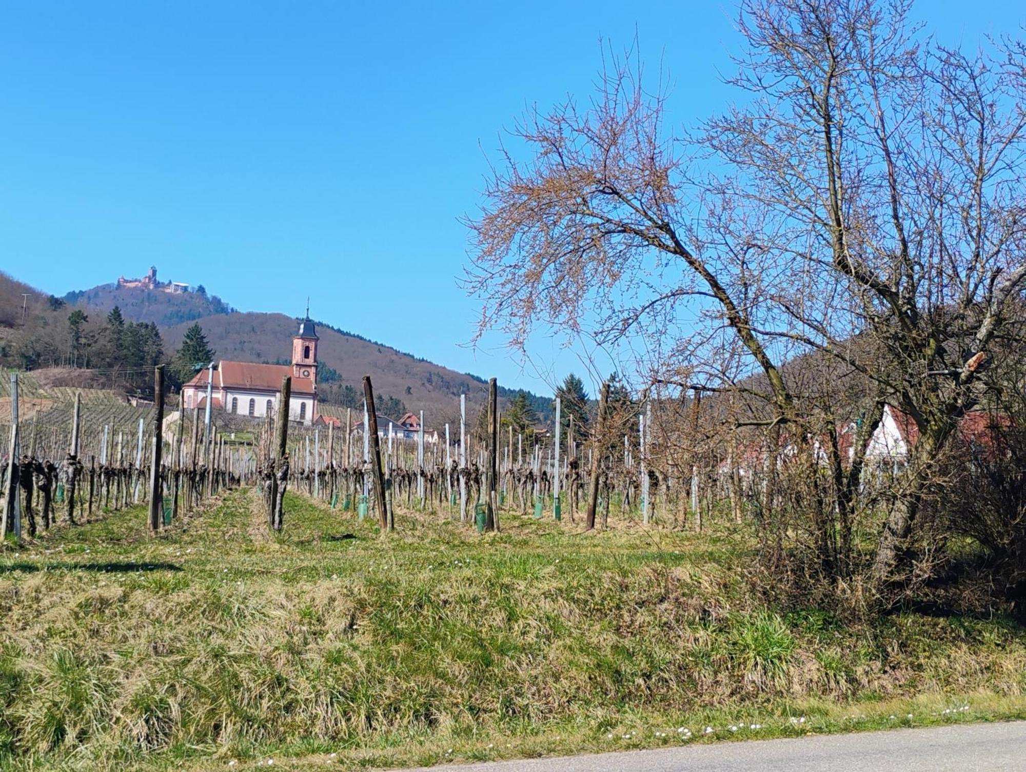 Gite Le Marronnier - Au Calme - Parking & Terrasse - Pres De Colmar Et Riquewihr - Route Des Vins Châtenois Exteriér fotografie